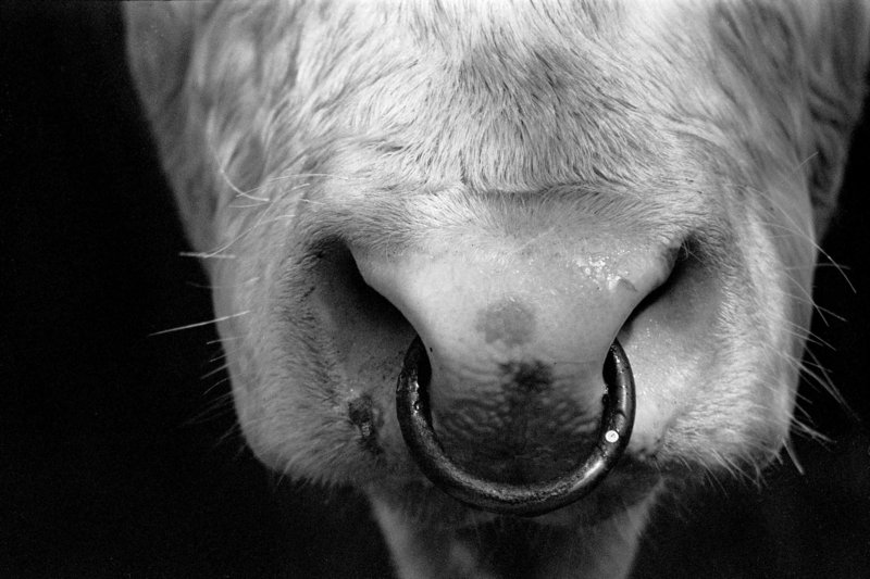 bull.jpg