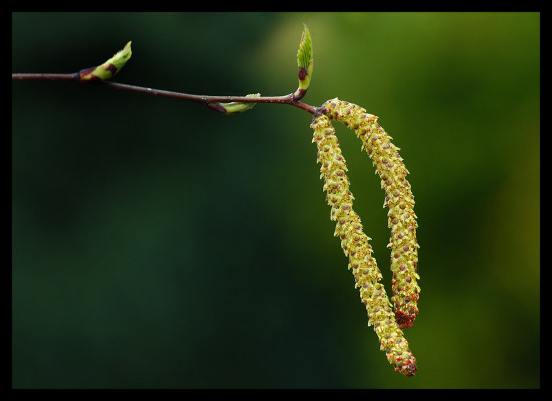 Springtime