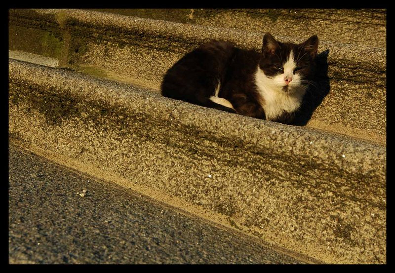 Enjoying the evening sun