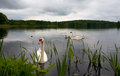 swan.WEB.crp.jpg