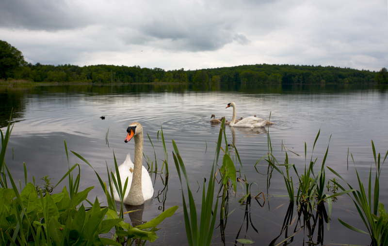 swan.WEB.crp.jpg