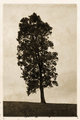 Arboreal Tilt