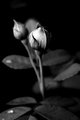 Buds
