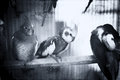 Cockatiel