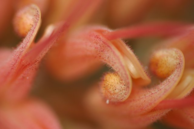 grevillea2.jpg