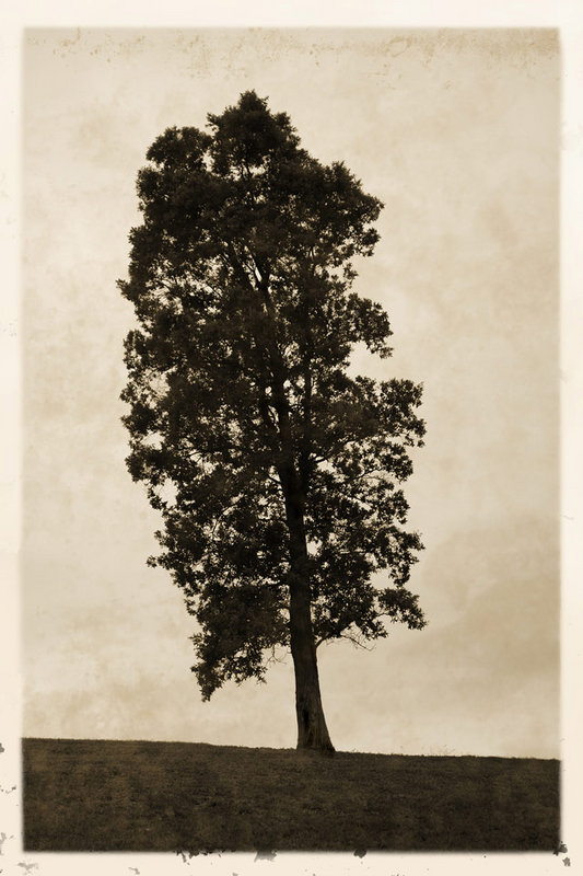 Arboreal Tilt