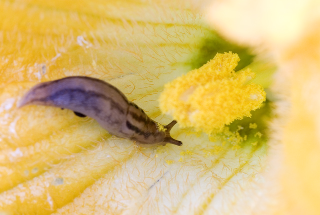 Pollen Head