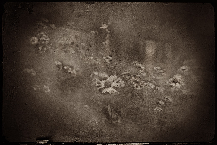 Cosmos & River