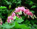Bleeding Heart