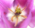 Purple Tulip