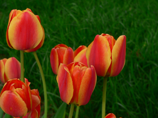 Tulips and Green Grass