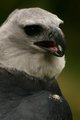 Bird of Prey