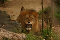 Lion Roars