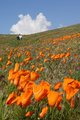 002Poppies2005.jpg