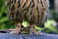 OWLfeet1301.jpg