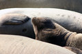 seals0056.jpg