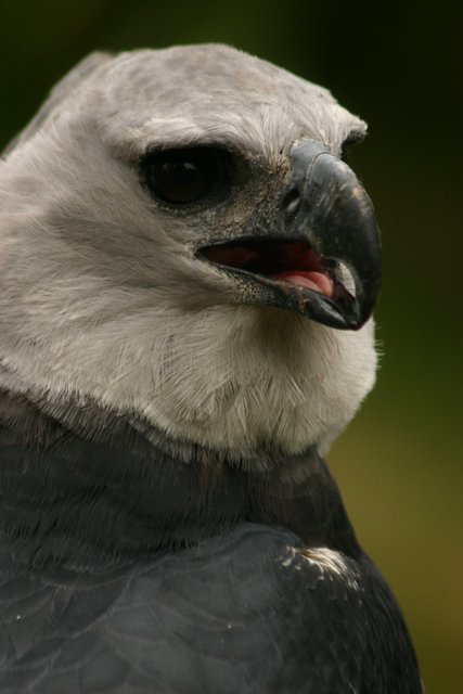 Bird of Prey