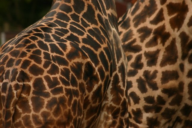 Pattern