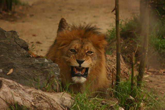 Lion Roars