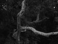 Branches