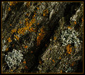 moss.jpg