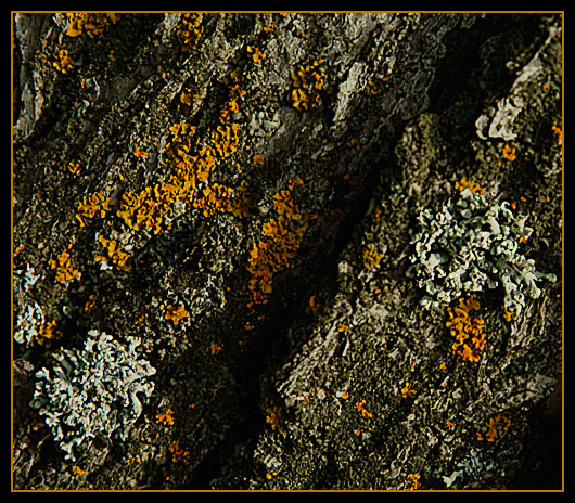moss.jpg