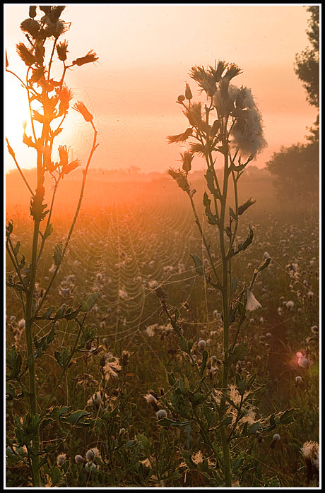 web-on-the-thistle.jpg