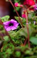 Flower in the Leaves