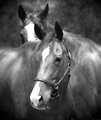 b&w horses.jpg