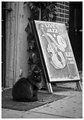 _DSC4307 Jazz Cat.jpg