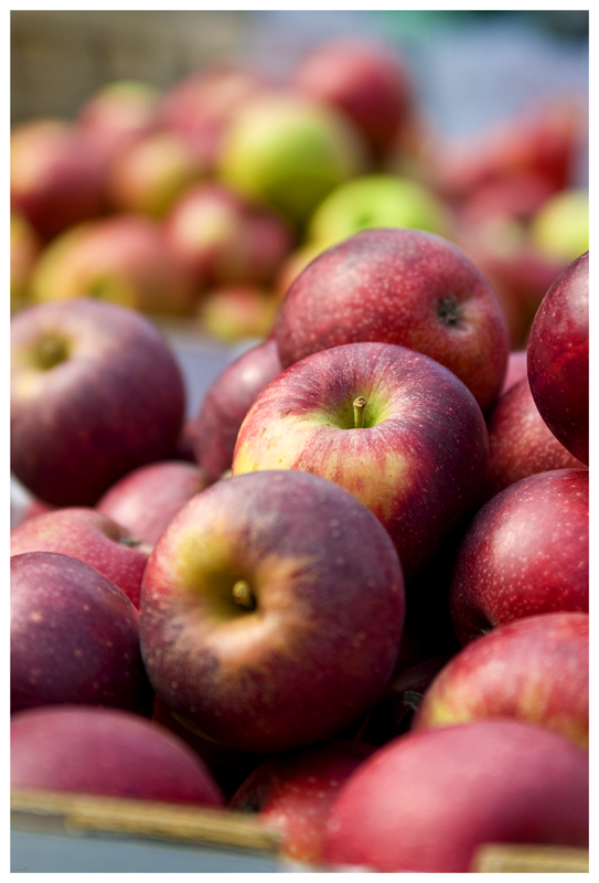 _DSC4266 fuji apples 800.jpg