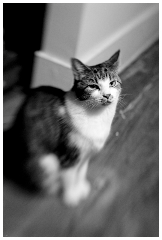 Wolfcat