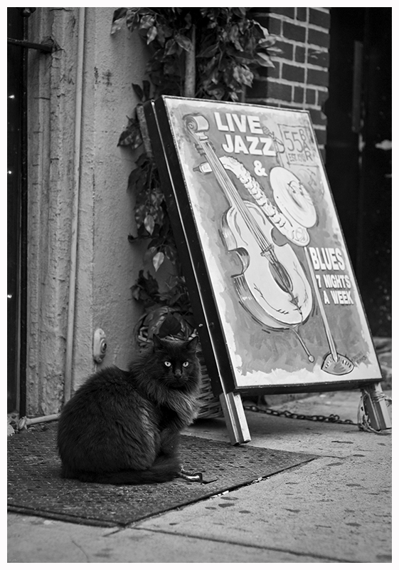 _DSC4307 Jazz Cat.jpg