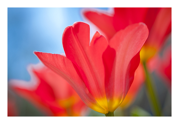 _DSC0919 600 flower 1 meet.jpg