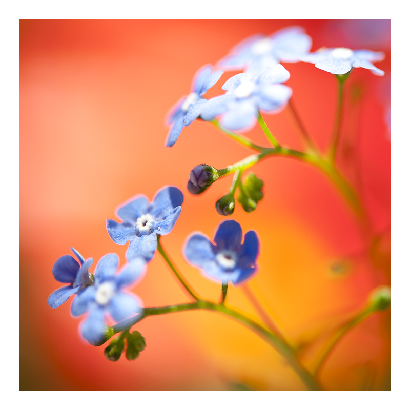 _DSC1685 flower burst 2.jpg
