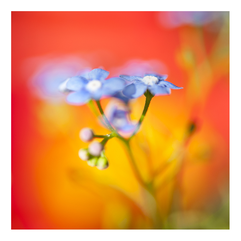 _DSC1691 Flower Burst.jpg