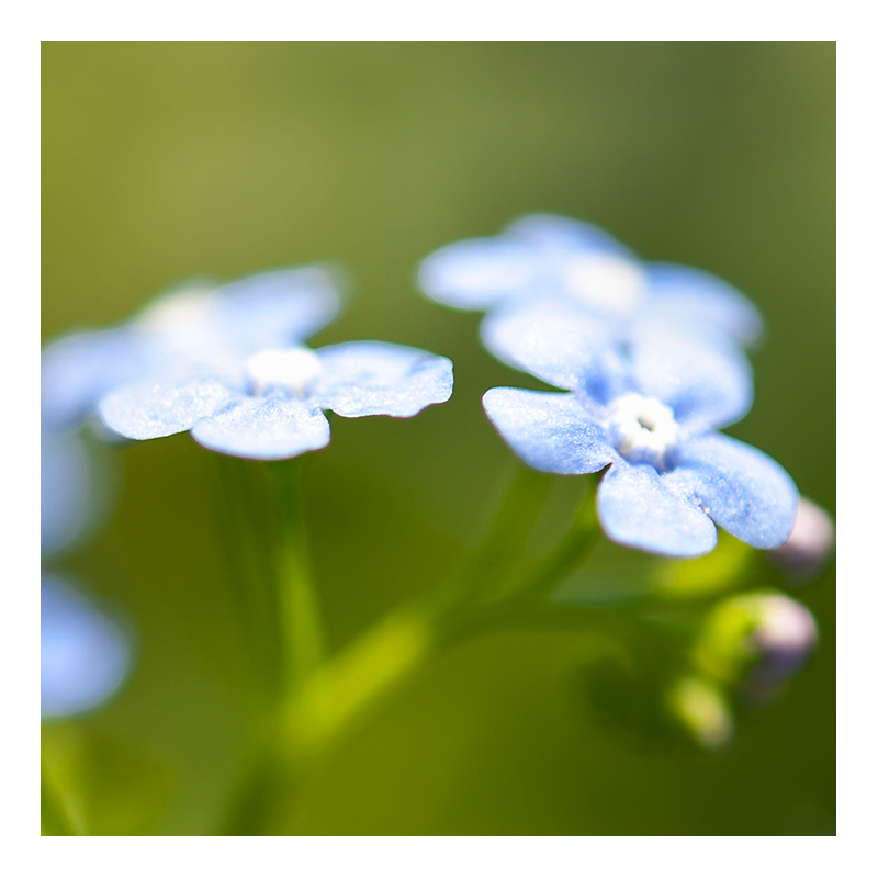 _DSC1682 flower burst 3.jpg