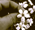 fingerfloral.jpg