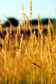 fields of gold