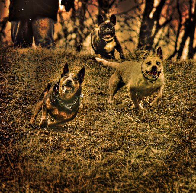 old dog3jh.jpg