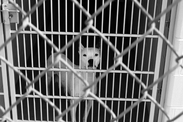 1prisoner.jpg