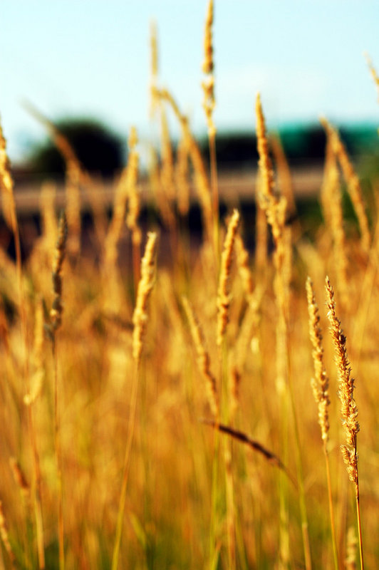 fields of gold