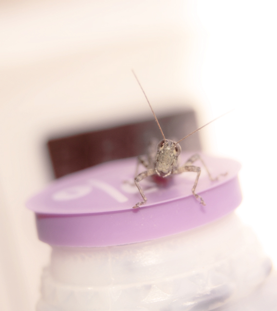 hopper2.jpg