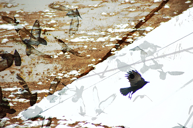 crow.jpg