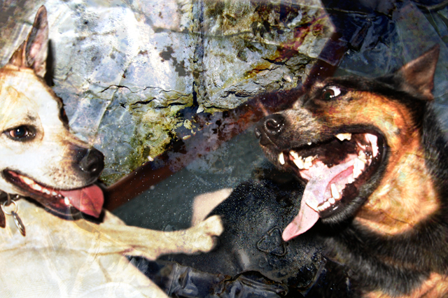 the heelers.jpg