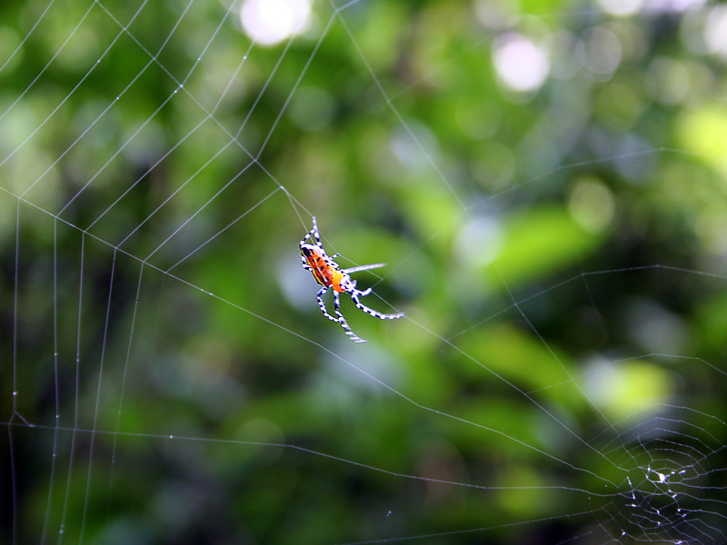 aranha_macro.jpg