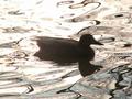 Duck silhouette