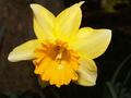 Spring Daff