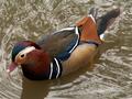 Mandarin Duck