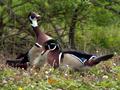Wood Duck